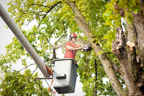 Mount Olive, AL Tree Services Company